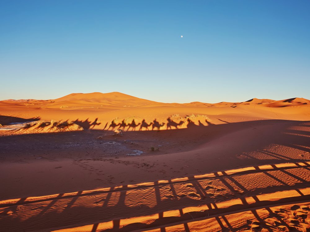 Caravana de dromedarios sobre las dunas de Merzouga al atardecer
